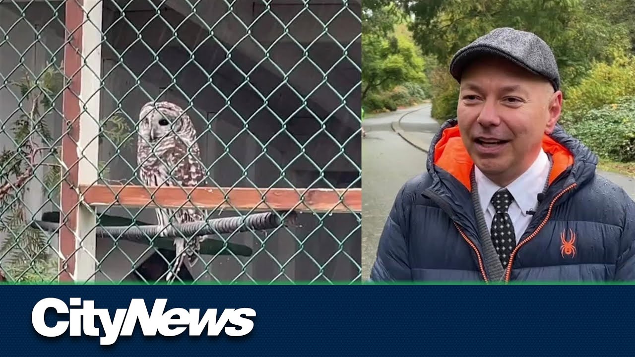 Man's hat stolen by owl near B.C.'s Stanley Park