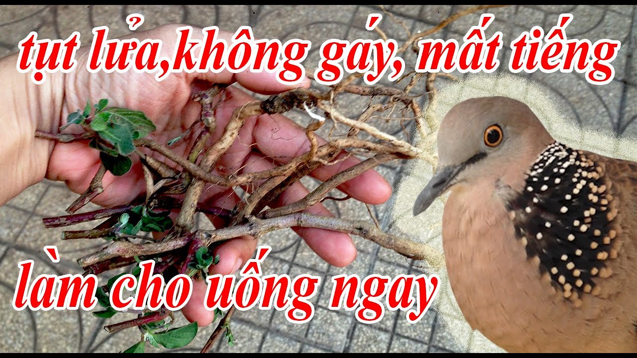 ➤ Mẹo thuần cu gáy / Cách chữa bị mất tiếng tụt lửa không gáy một tuần là khỏi