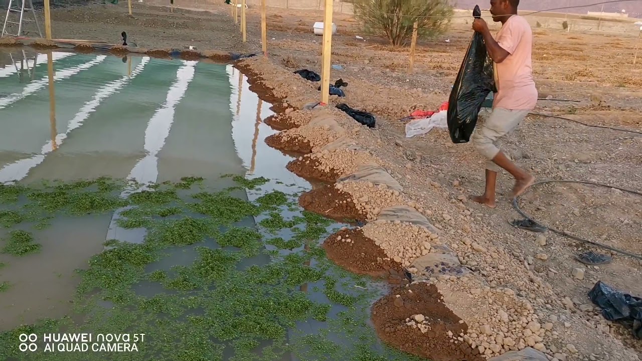 بداية زراعة الازولا من الألف إلى الياءعلى مساحة ٣٠٠٠متر مربع المدينة المنورة