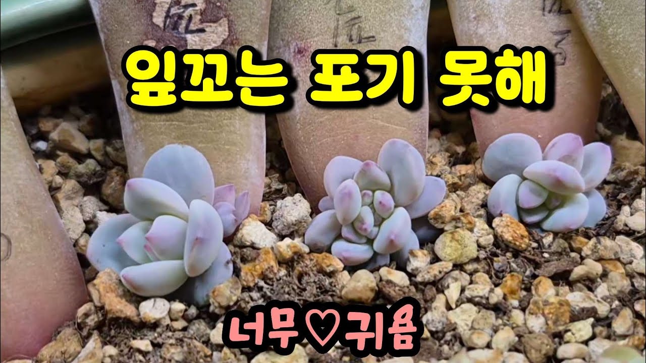 잎꼬판이 풍성하죠? 잎꼬 군생다육도 구경해봐요 #예쁜다육#다육이​ #succulent #다육이키우기​ #plants #잎꼬