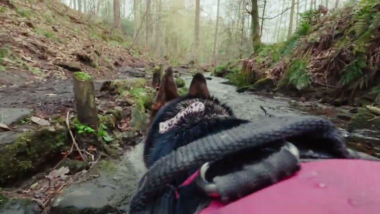 Dog POV. Wearing DJI OSMO NANO.