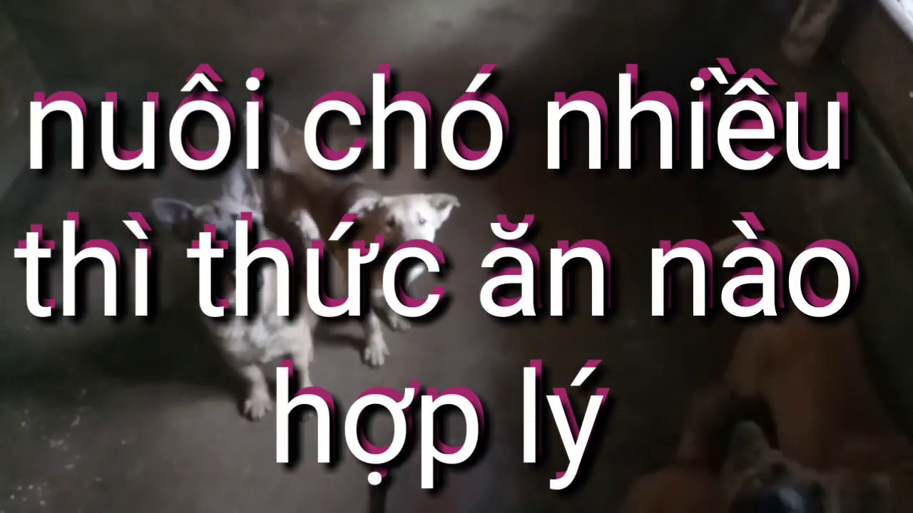 nuôi chó nhiều cho ăn như thế nào là hợp lý