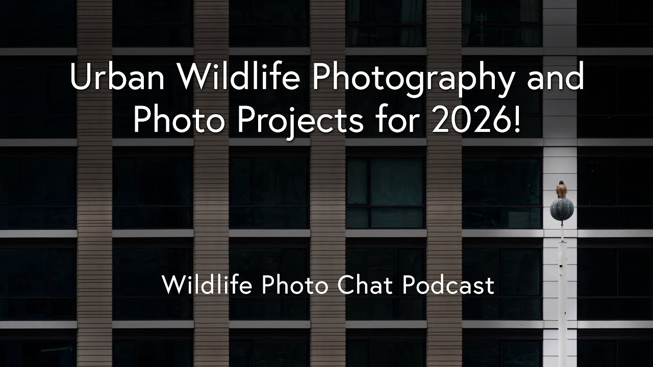 Urban Wildlife and Photo Projects for 2026 - Wildlife Photo Chat