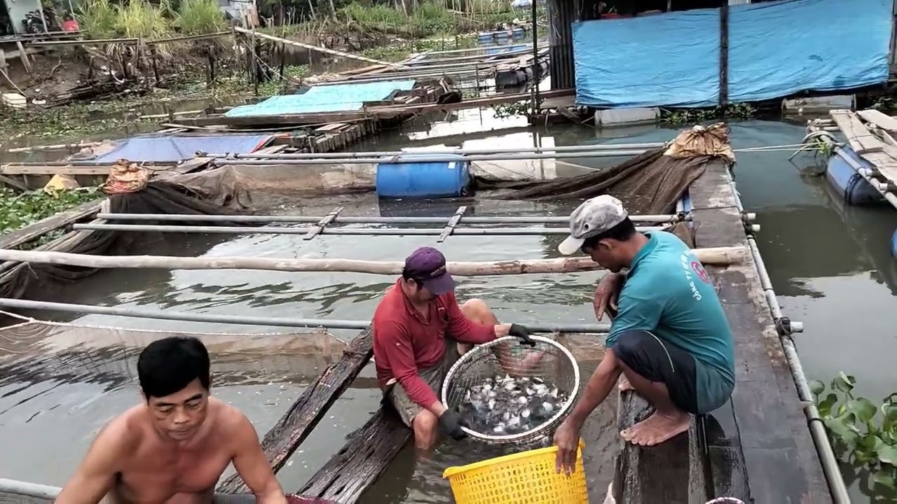 Phong cảnh bắt cá chim giống xuống ghe trời buổi sáng rất là đẹp 