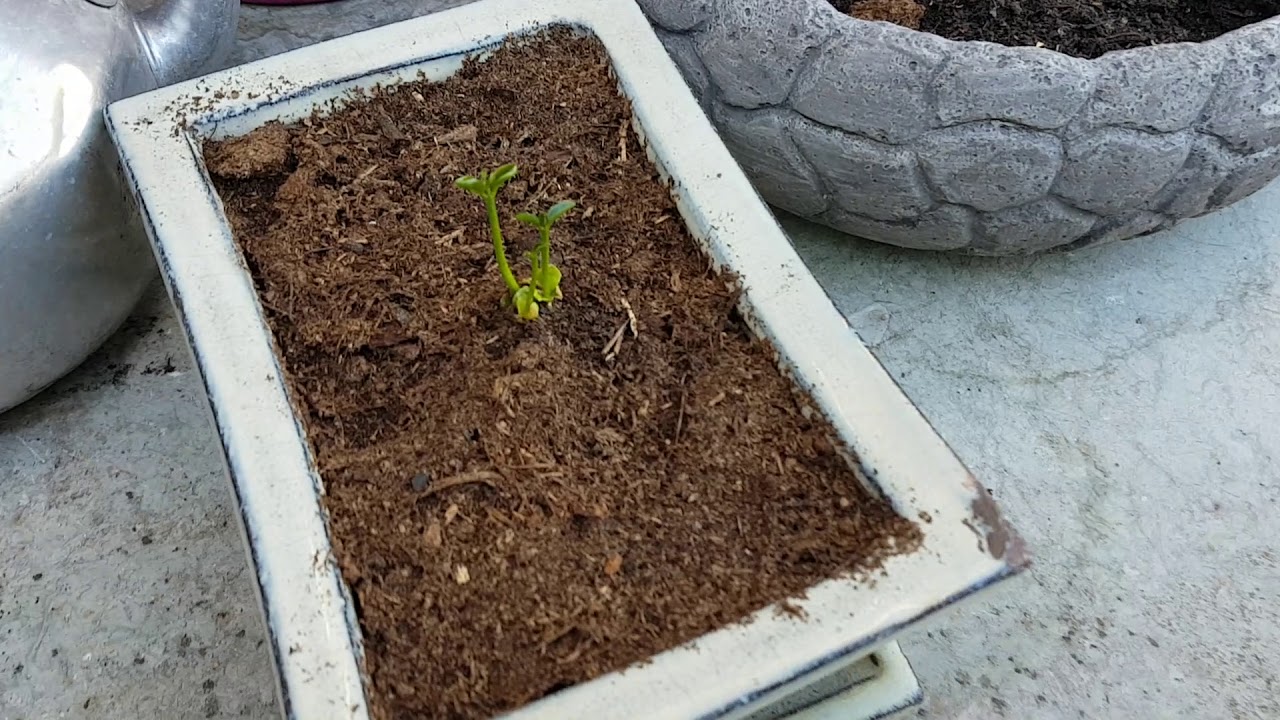 Tuin update week 7 23 mei
