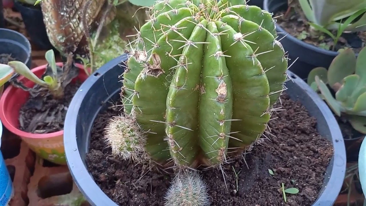 Presente de minha comadre meu cacto 