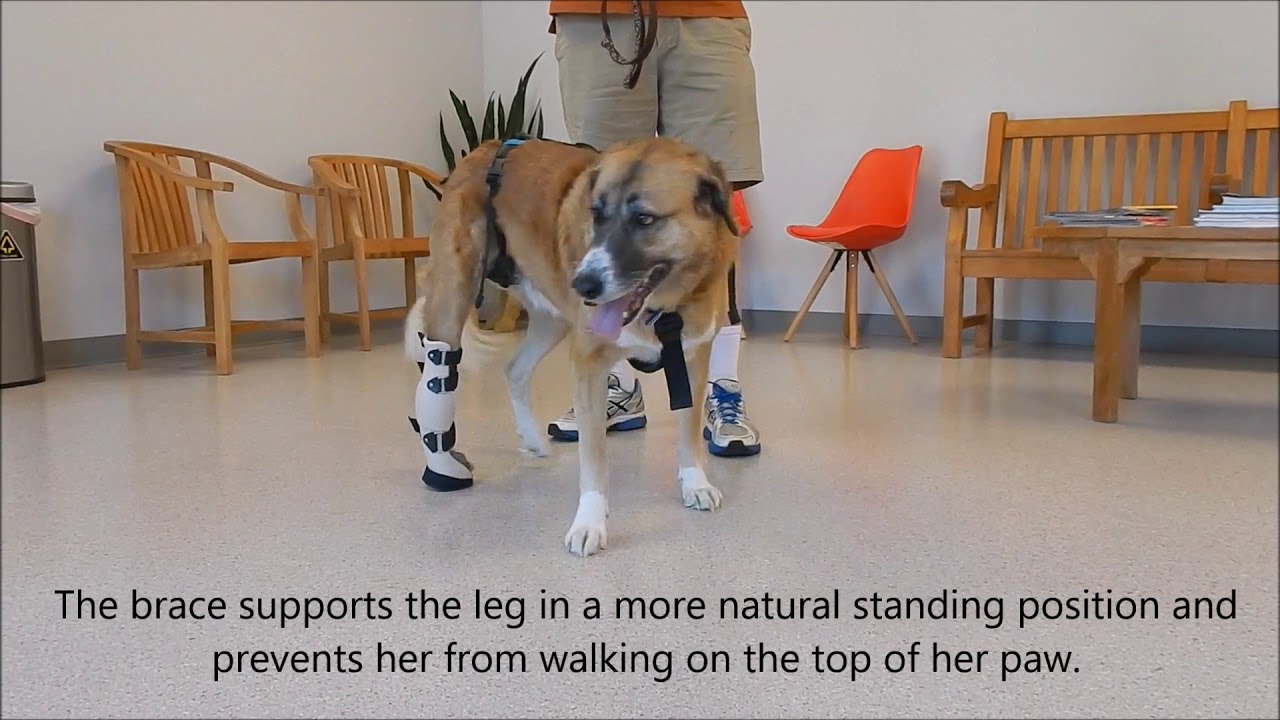 Bella the Anatolian Shepherd mix with custom My Pet's Hock Brace
