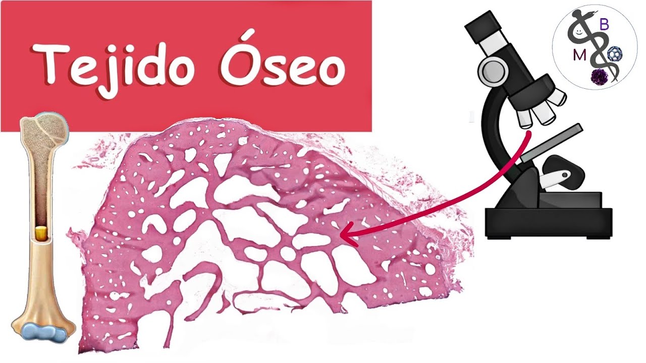 🔬Corte Histológico/ Laminilla de Tejido ÓSEO al Microscopio | Histología