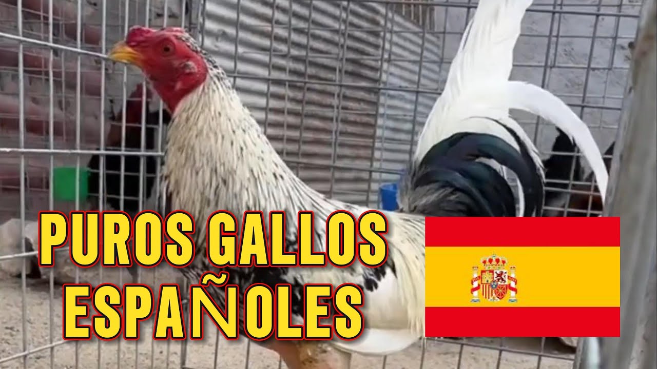 Gallos españoles en españa #puros #gallosespañoles