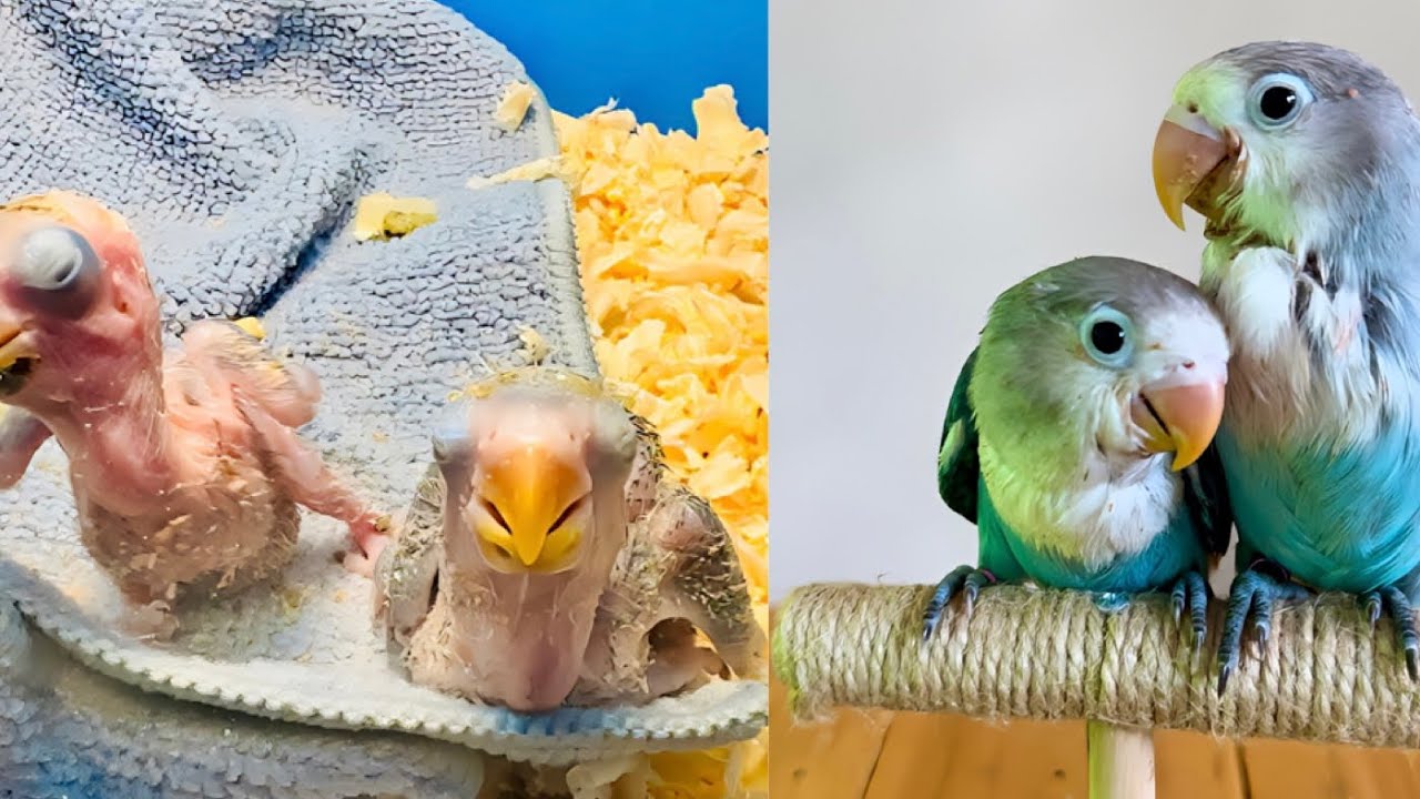 AFRICAN LOVEBIRDS GROWTH STAGES - Day 1 to Day 30 🦜