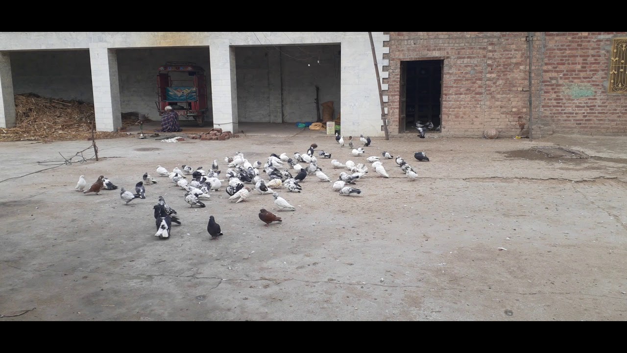 Darbar Hazrat Baba Gulzar Shah Qalandar