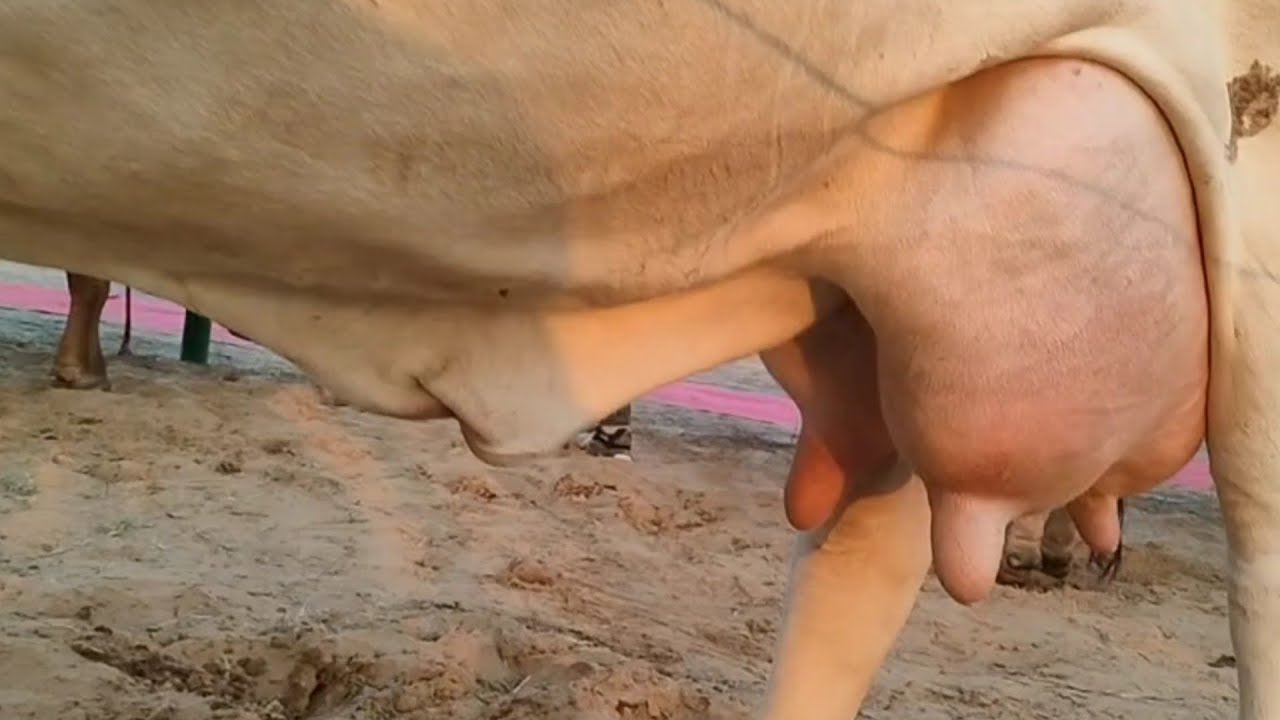 Tharparker nsl ki bahut Sunder #gaumata ⭐ five star #tharcow