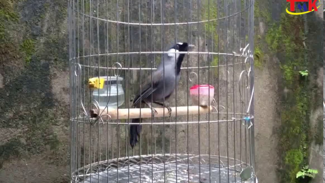 Birds Garrulax chinensis: Singer gold award-winning birdsong contest (10/2016)