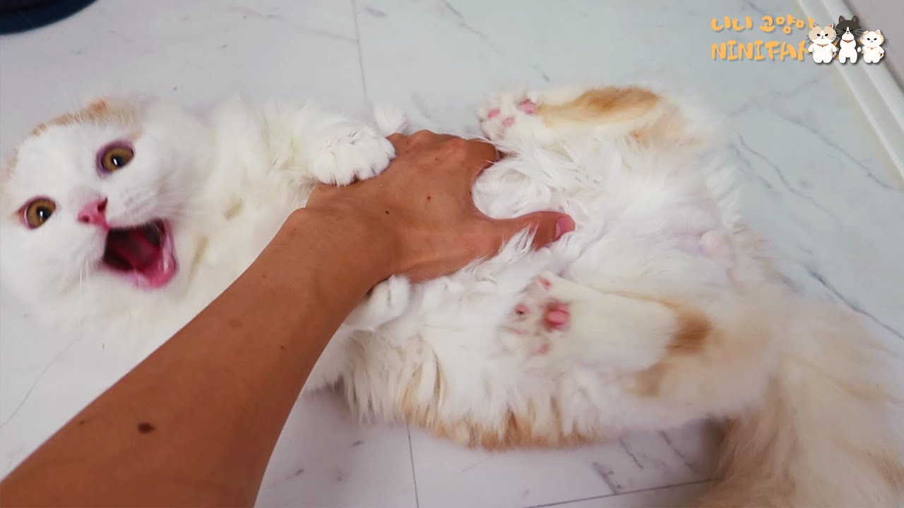 What Happens When My Cat Bites My Arm...