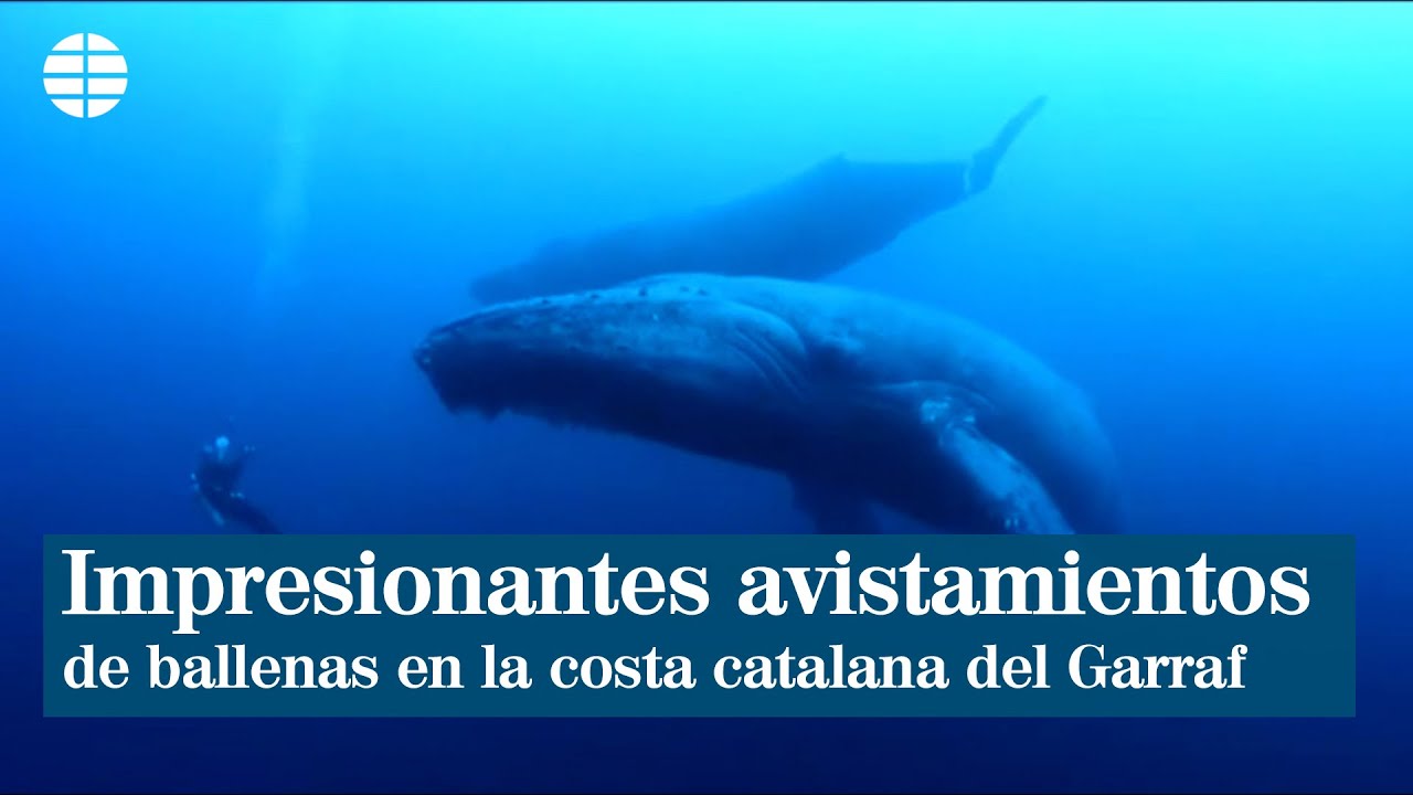 Impresionantes avistamientos de ballenas en la costa catalana del Garraf