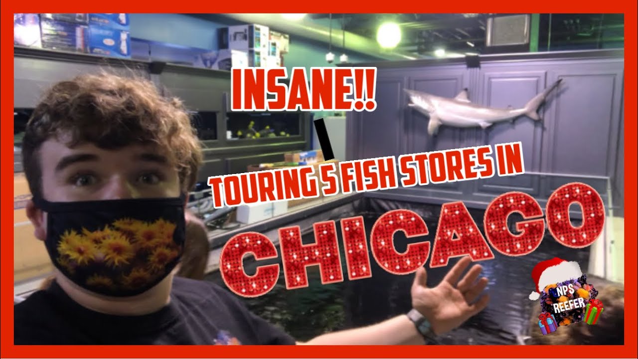 TOURING 5 CHICAGO FISH STORES! *IN ONE DAY!*
