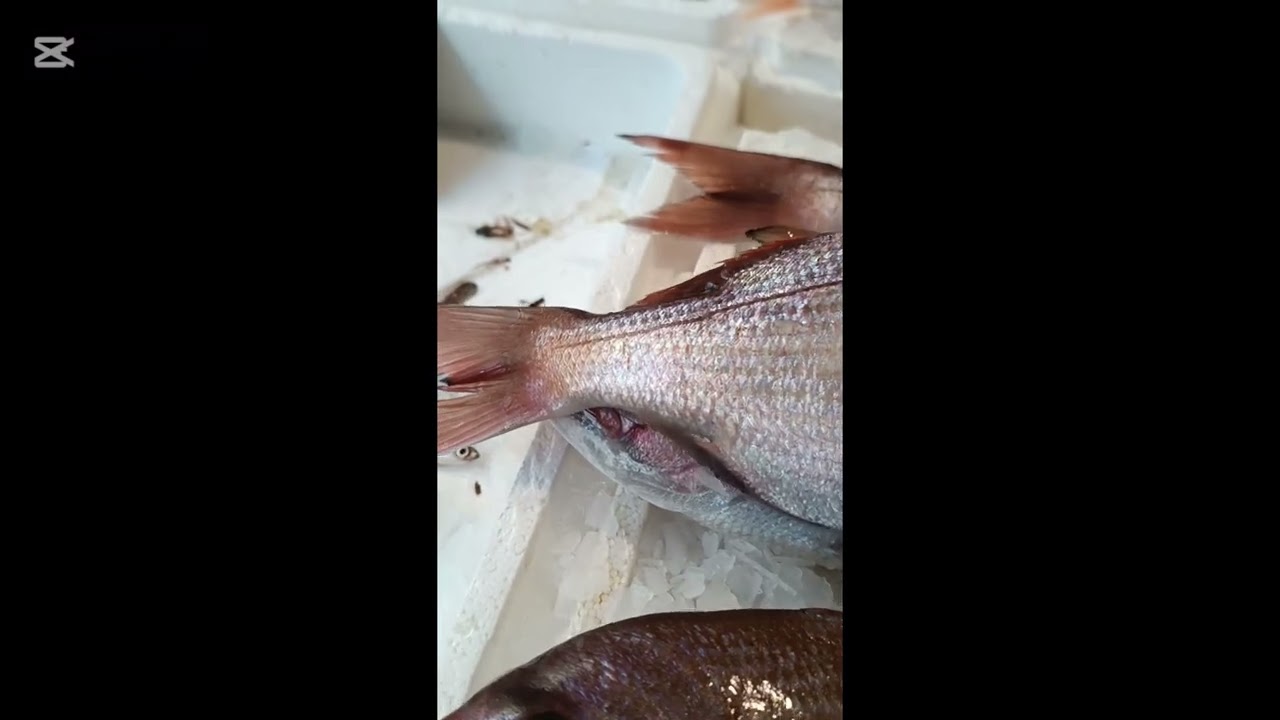 Farmed vs Wild Red Porgy &ndash; Key Differences Explained.