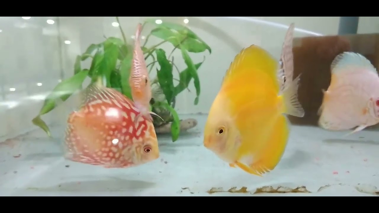 Un día cualquiera en Acuamanus #11