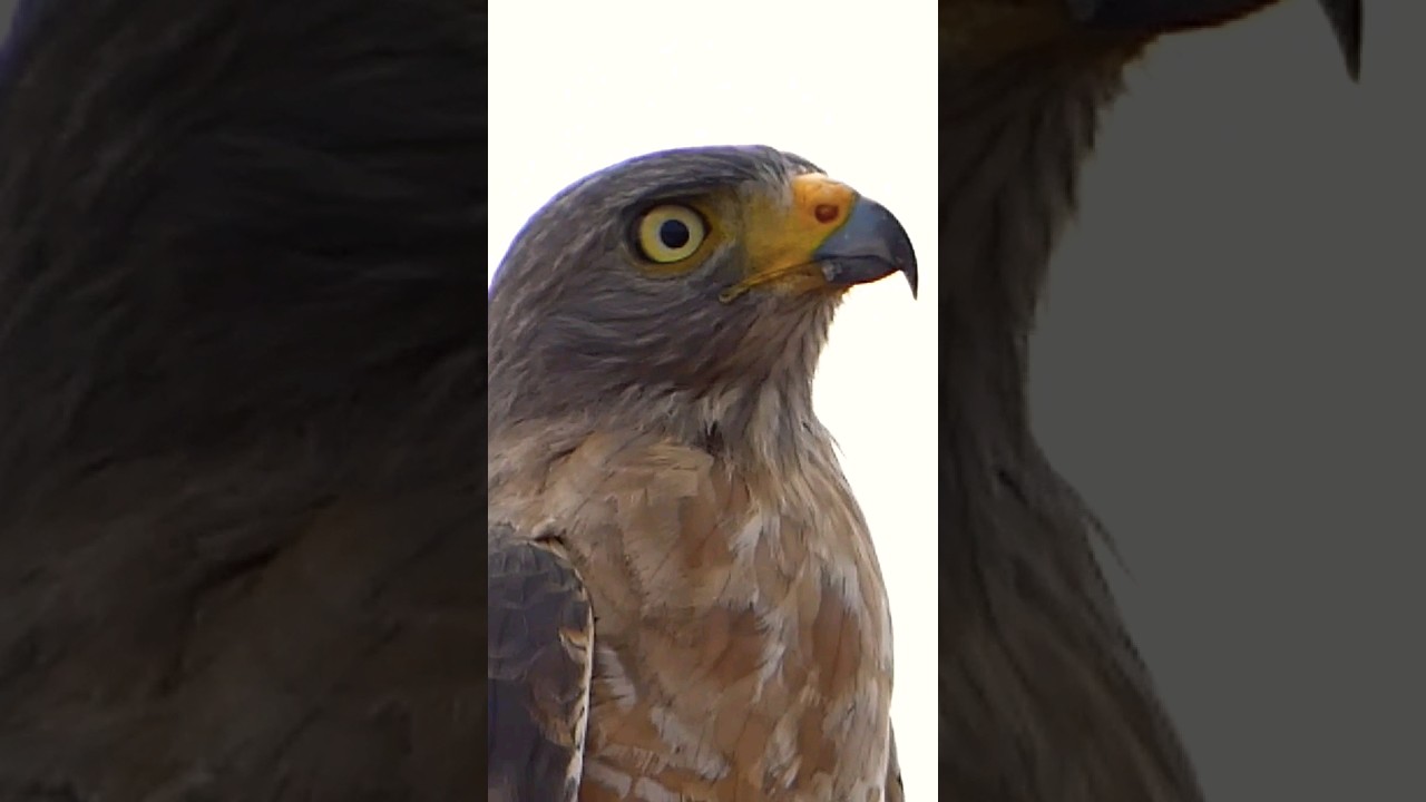 Gavi&atilde;o-Carij&oacute; cantando, e esses olhos amarelados! #love #natureza #gavi&atilde;o #forte #predador #ca&ccedil;ador