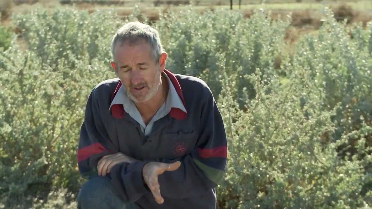 Reducing Emissions from Livestock Research Program