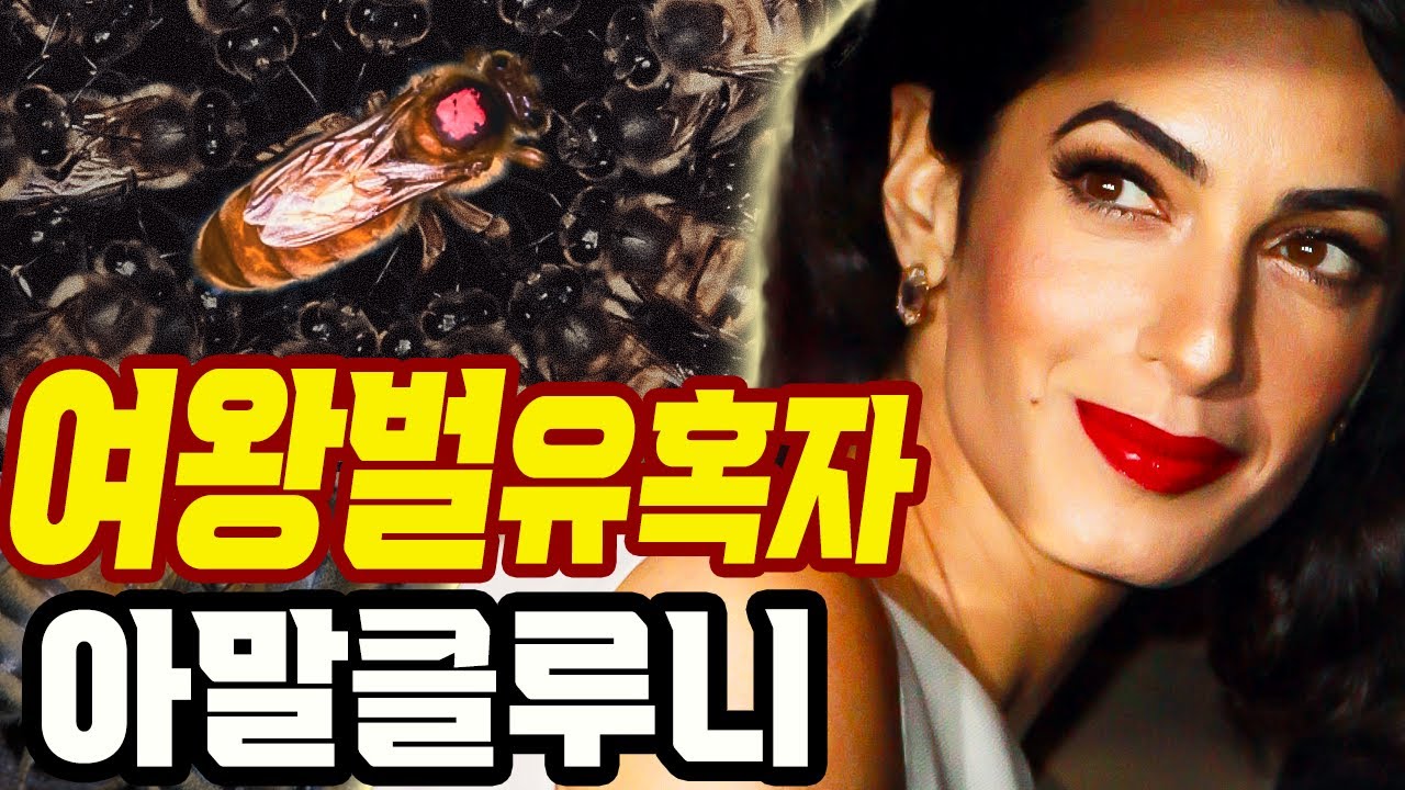 아말클루니와 여왕벌의 충격적인 공통점은? #세기의유혹자 #아말클루니
