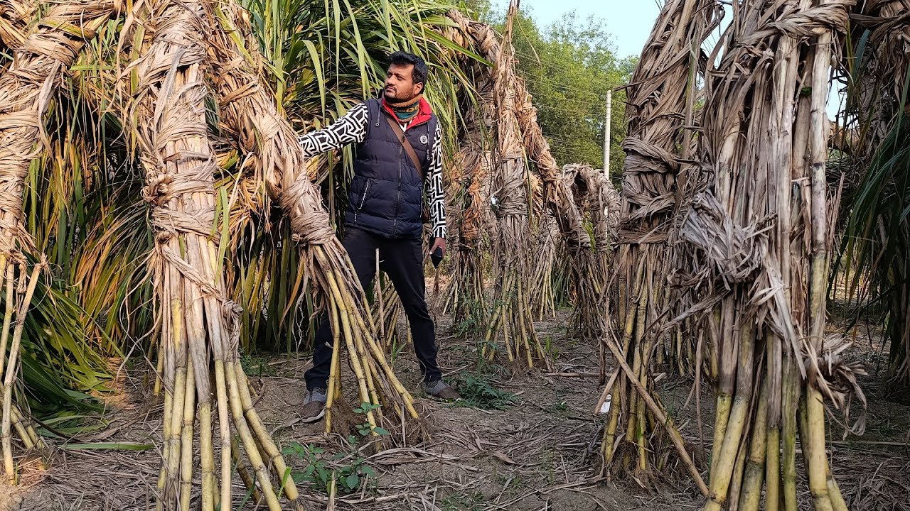Bishal Sizer Akh Khet Ghurlam Zia Shisu Park Ghure Citoi Pitha kheye Bari Firlam || Sabuj Ahmed