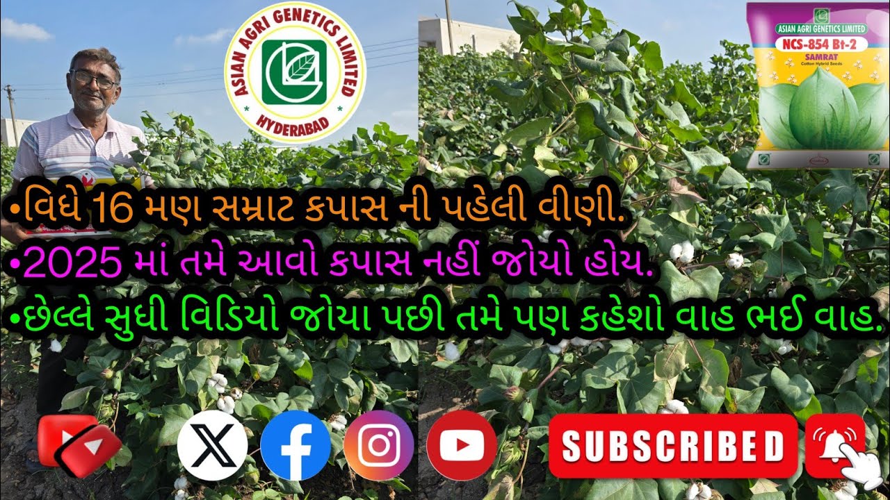 વિધે 16 મણ સમ્રાટ કપાસ ની પહેલી વીણી  #agriculture #farmer #farming #cotton #cottoncrop #viralvideo