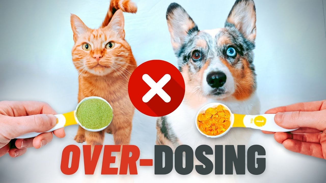 2 Nutrients You Should Never Over-Dose To Your Pet