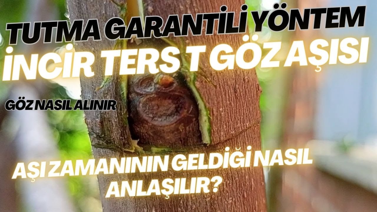 İNCİR(YEMİŞ) TERS T GÖZ AŞISI NASIL YAPILIR? BUNLARI YAPARSANIZ AŞINIZ TUTAR.  EN KOLAY YÖNTEM ✔
