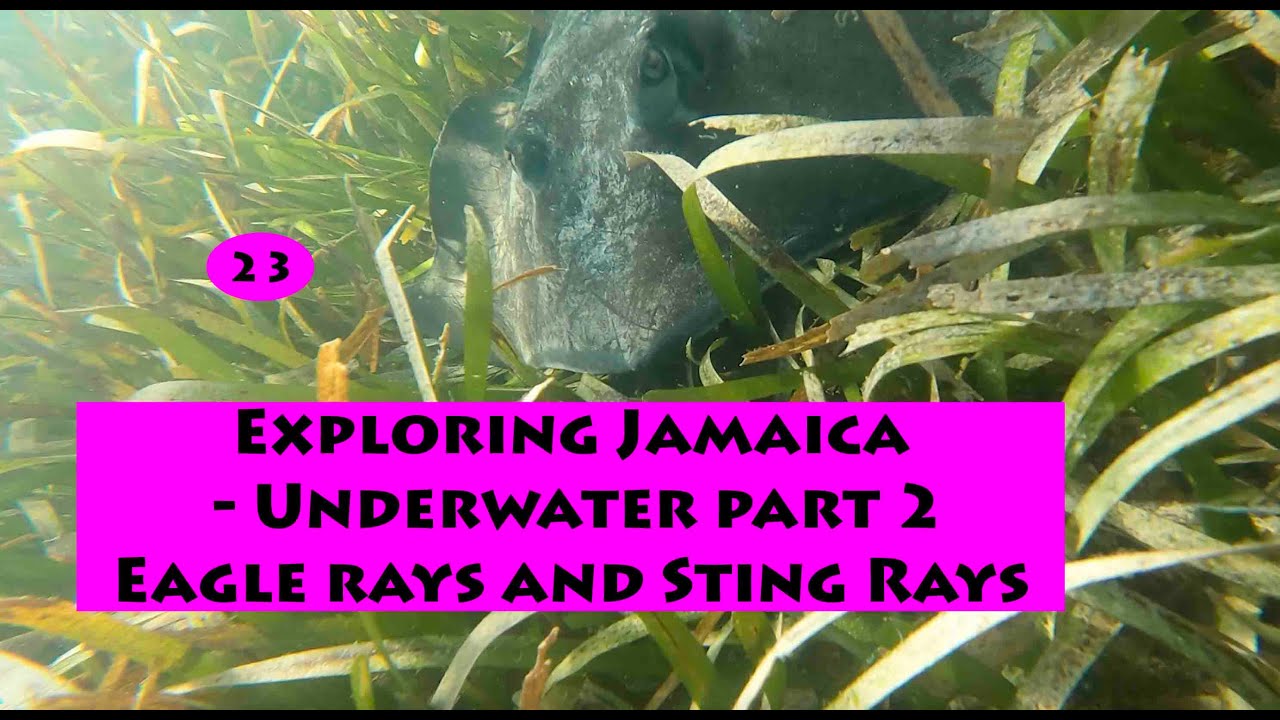 Broken fin and the many Rays Snorkeling in Jamaica with Jason George - Episode 23