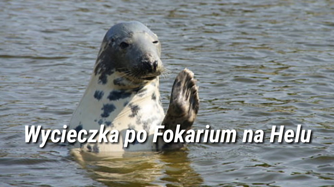 Wycieczka po Fokarium na Helu | Wycieczki pl