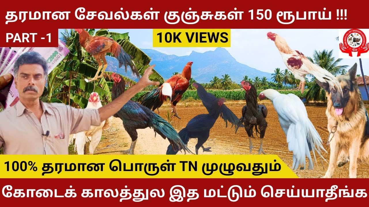 தரமான சேவல் குஞ்சுகள்  150 ரூபாய்  முதல் 🐔 || வெள்ளை கழிச்சலுக்கு  இத மட்டும் செய்யுங்க