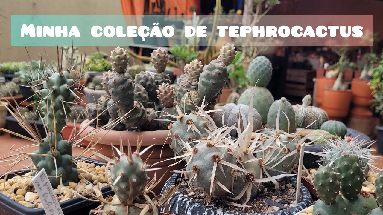 TOUR POR MINHA COLEÇÃO DE  TEPHROCACTUS💚🌵