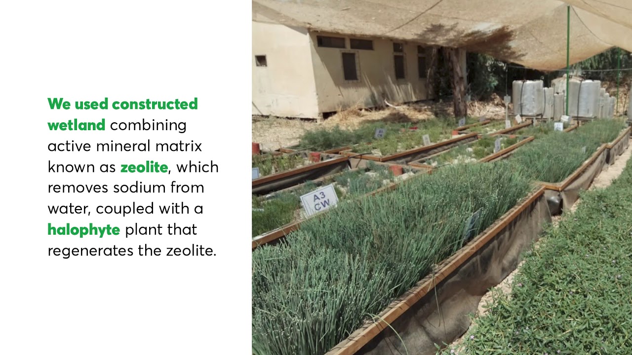 Project BRIGAID: Halophyte Zeolite Wetlands (HZW)
