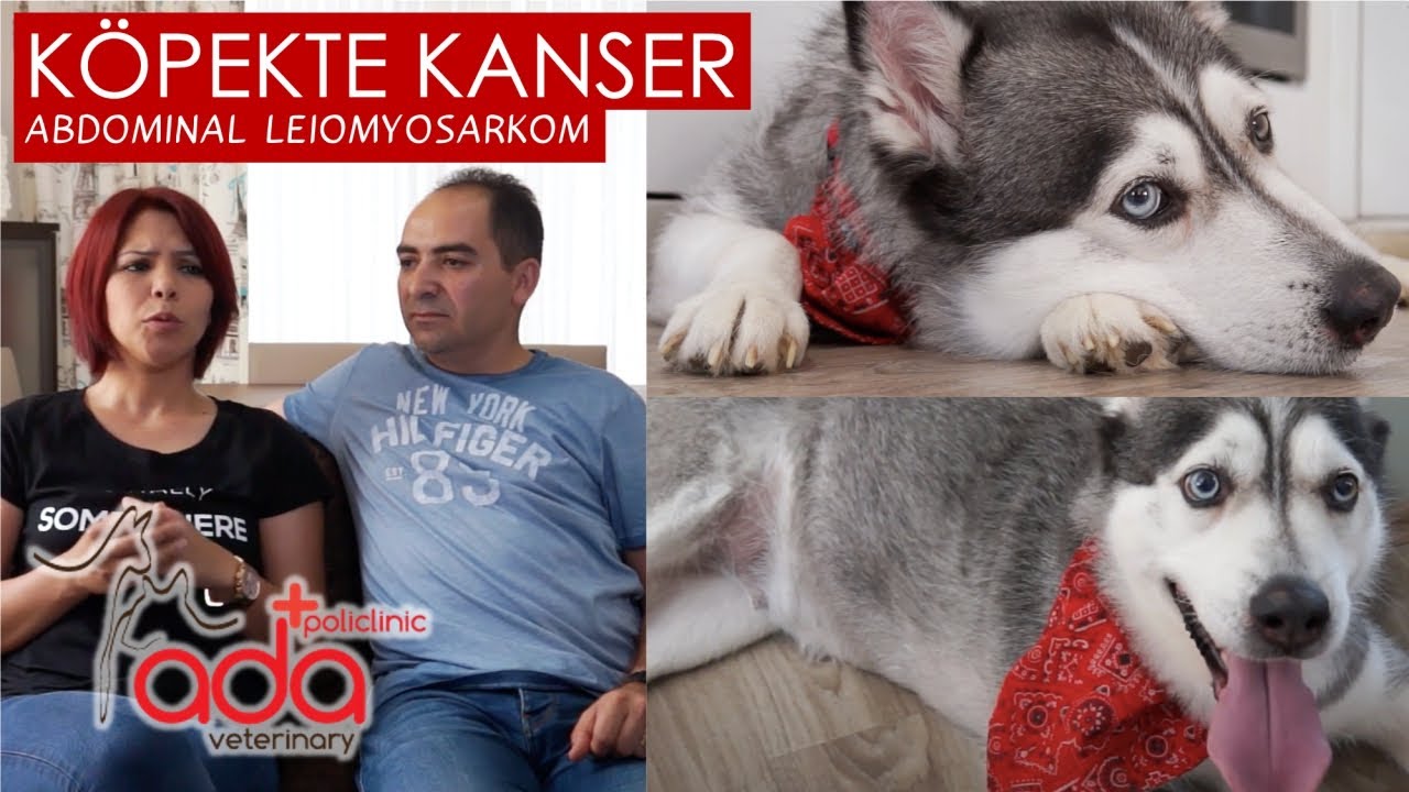 Abdominal Leiomyosarkom (Köpek Kanser) / Polat Filibelioğlu - Misha Röportaj