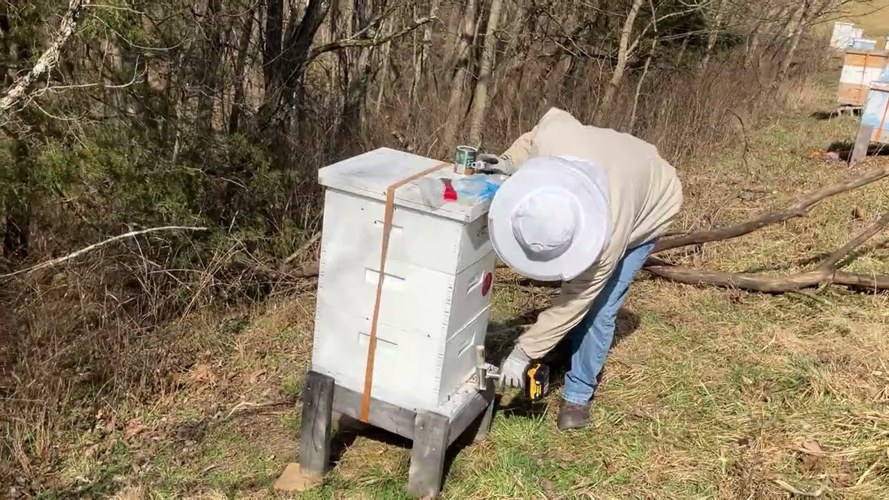 Mite treatment #beefood #honeybeefarming #beekeeper #savethebees #bee 