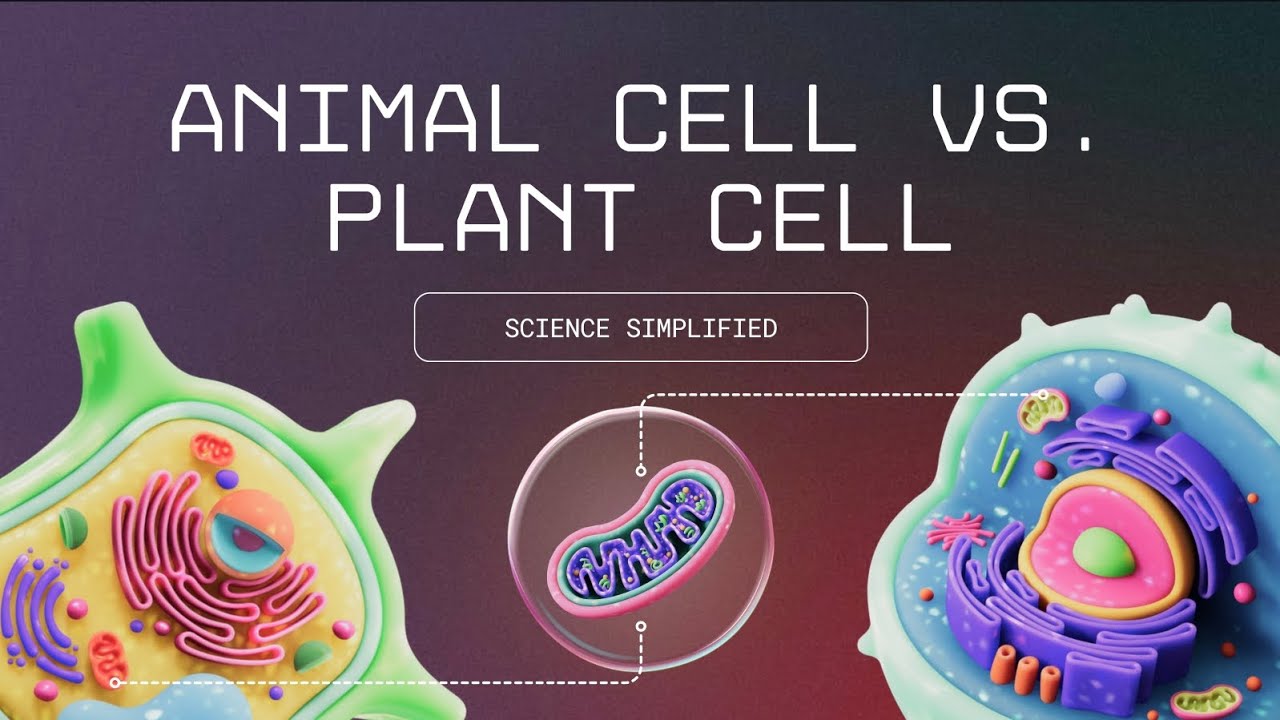 The Cell &ndash; Structure and Function Explained | Science Simplified