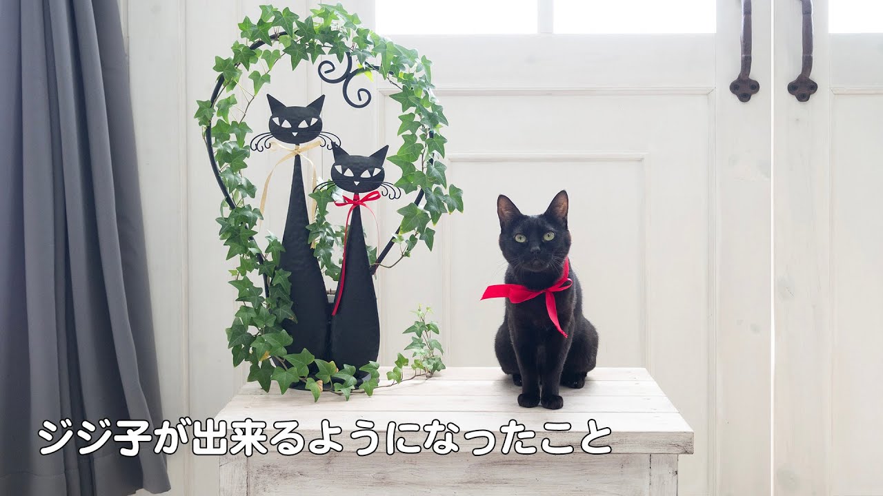 【猫】ルナ子と仲良くなってジジ子が出来るようになったこと！ジジ子主役 ルナ子脇役