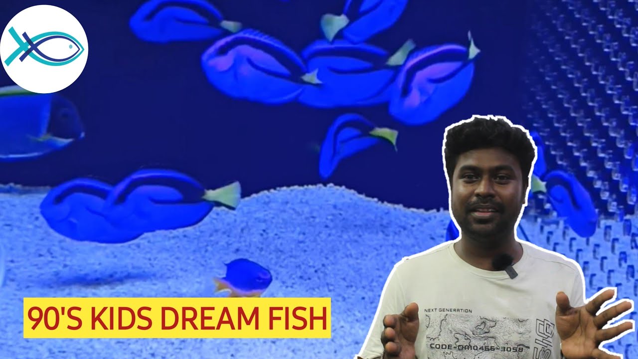 How to Care for a Blue Tang (Dory) in a Marine Aquarium
