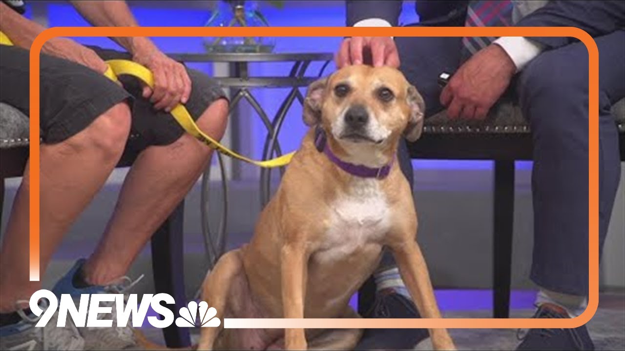 Energetic 8-year-old lab mix looking for forever home