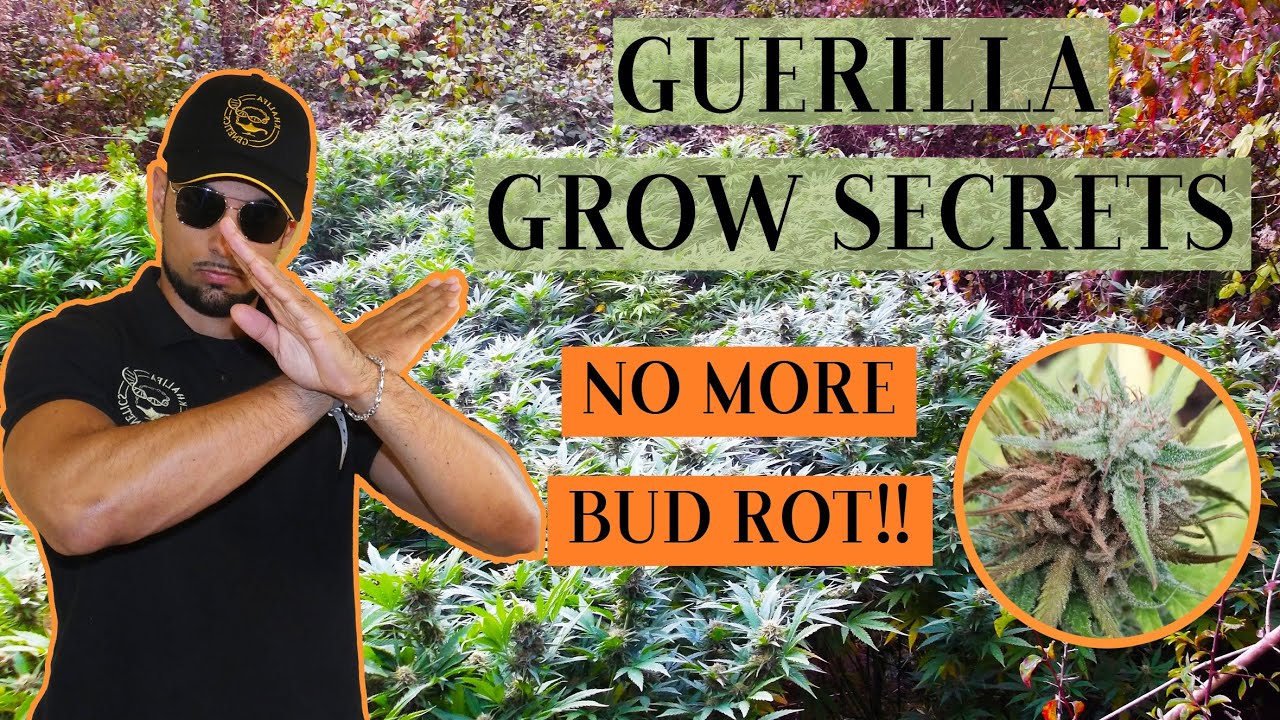 How to Prevent Botrytis Organically - Cannabis Guerilla Growing