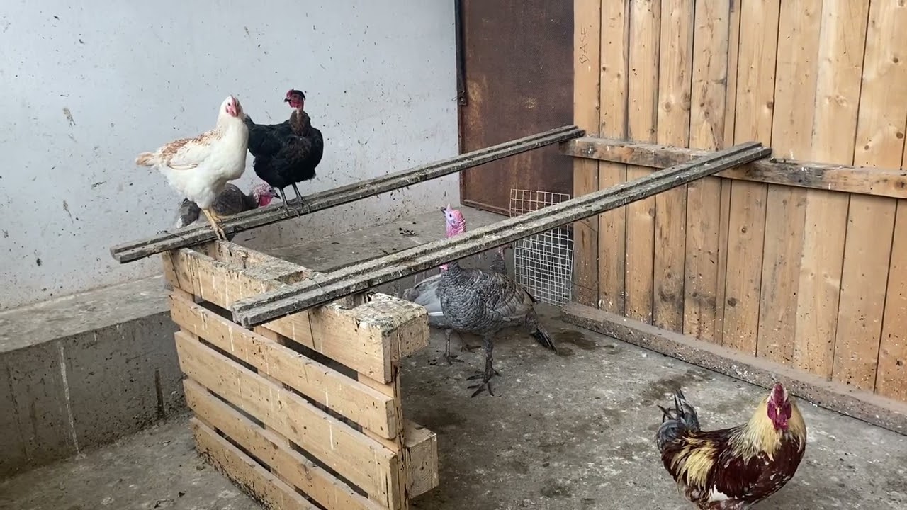La guajolota gris ya está poniendo 🦃🥚+ ovoscopia de la guajolota cafe 🥚🐣🐣🐣