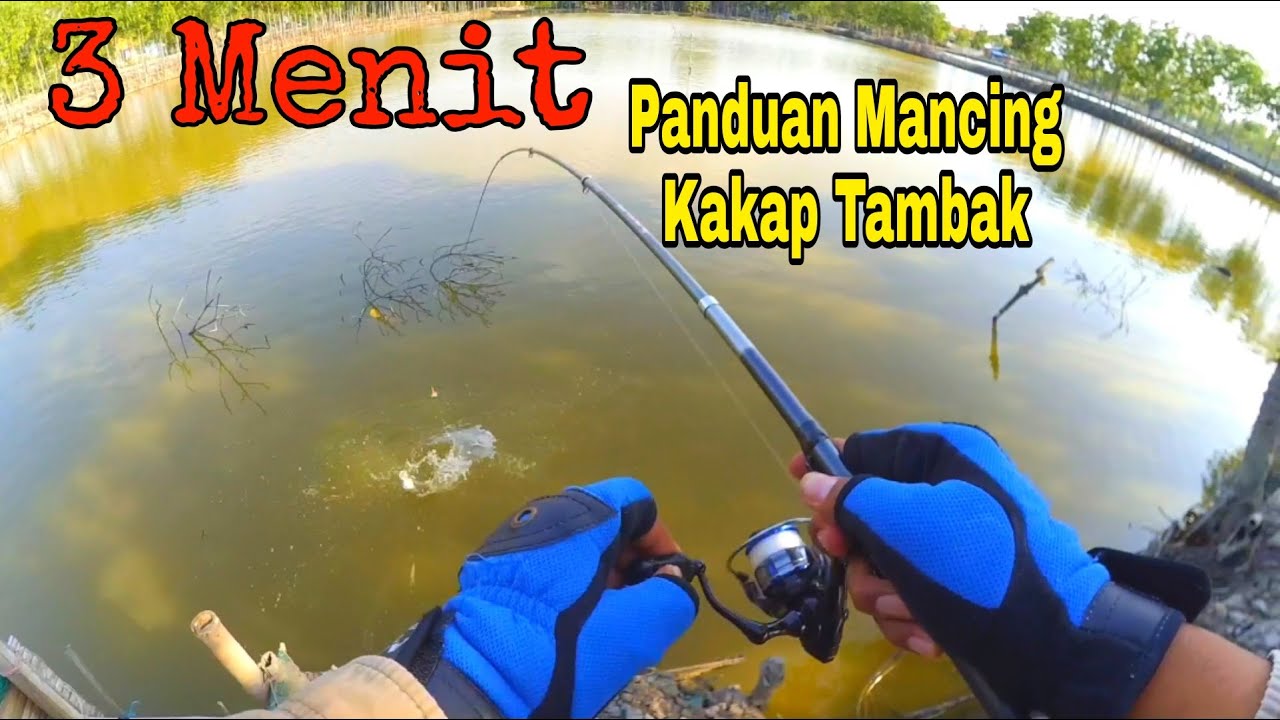 Tips mancing barramundi kakap putih di tambak bandeng