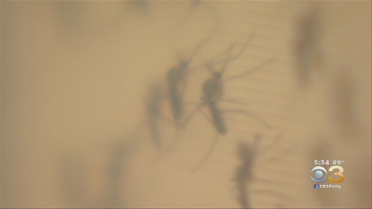 Three Human Cases Confirmed Of Rare But Deadly Virus Spread By Mosquitoes In New Jersey