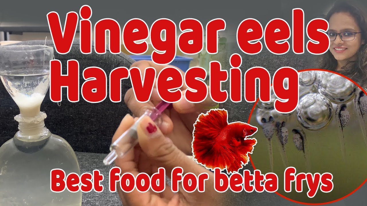 how to harvest vinegar eels and feed to betta frys, vinegar eels culture in Bangalore 