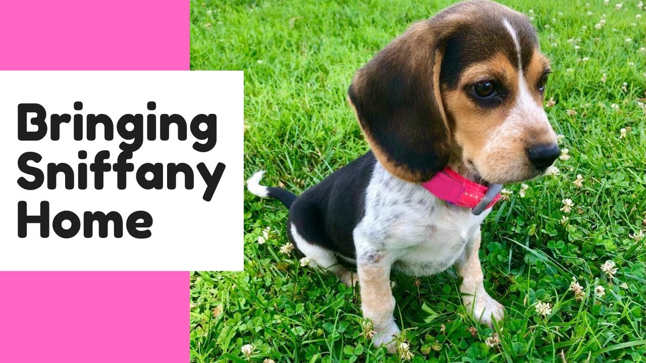 Bringing my BEAGLE PUPPY home!
