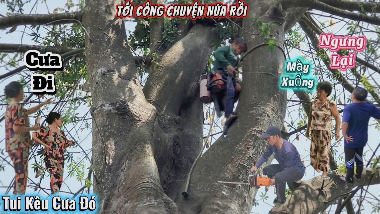 Căng Thẳng, Cưa Cây Gòn Siêu Khủng Tranh Chấp / Giant Cotton Tree Sawing Dispute | P248