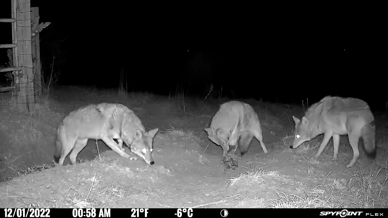Spypoint Flex video mode set on MB 650 trap