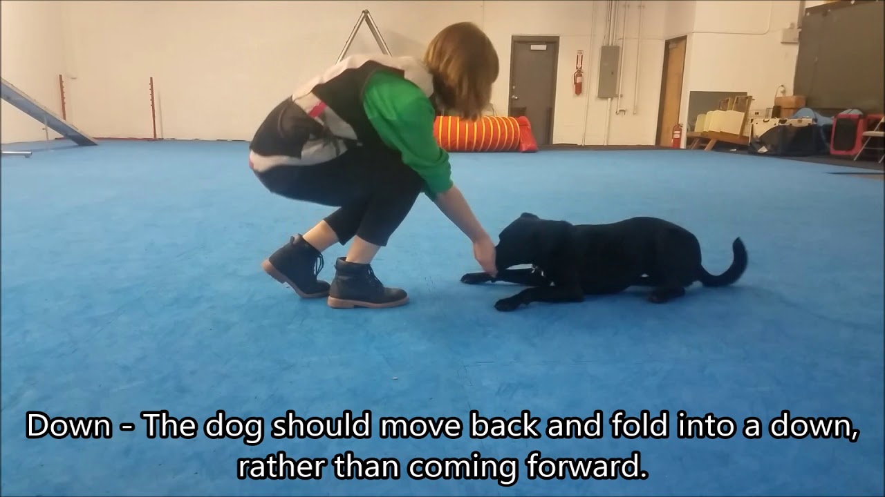 Teaching Competitive Obedience Positions