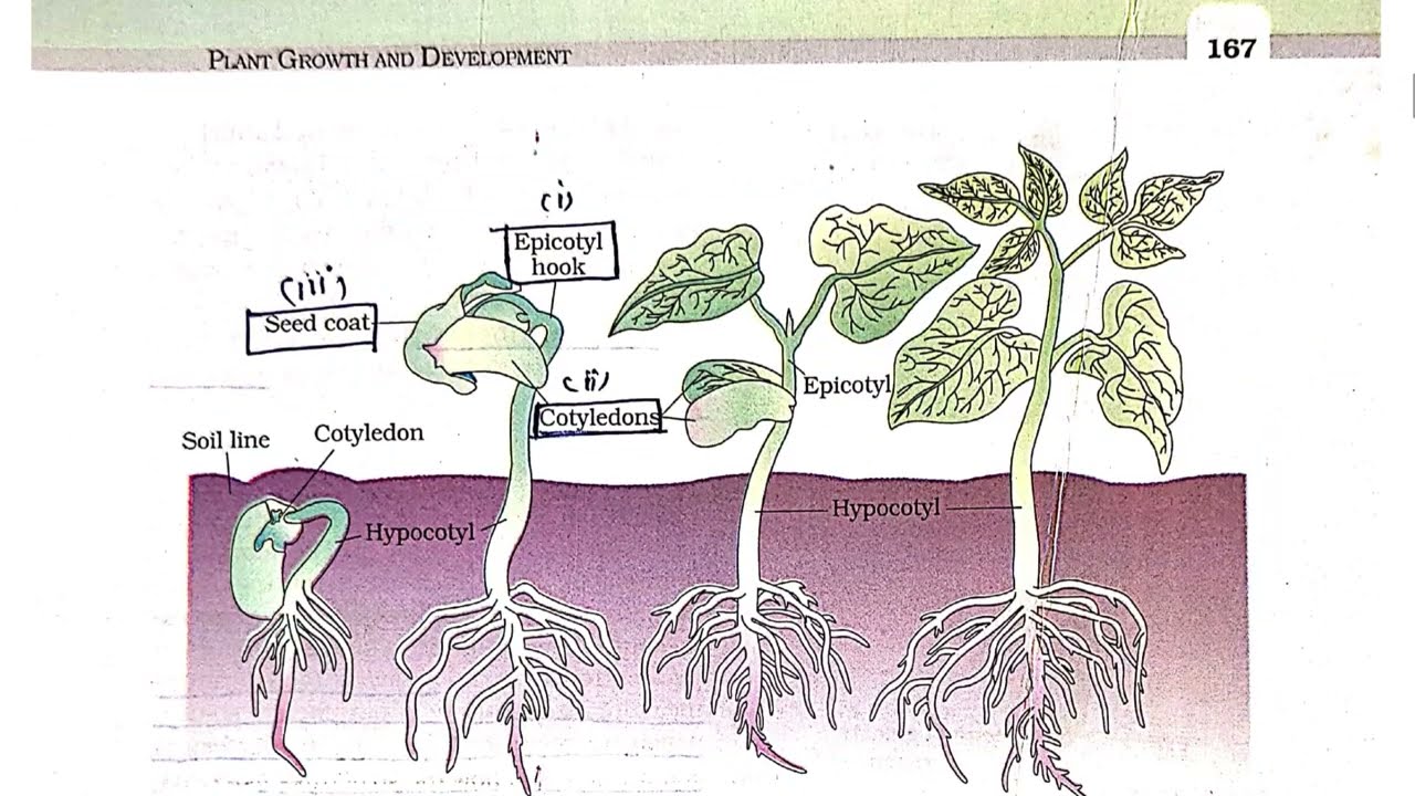 🌱 Plant Growth & Development | NCERT Line by Line | One Shot | NEET 2026 | Class 11 Bio #neet2026